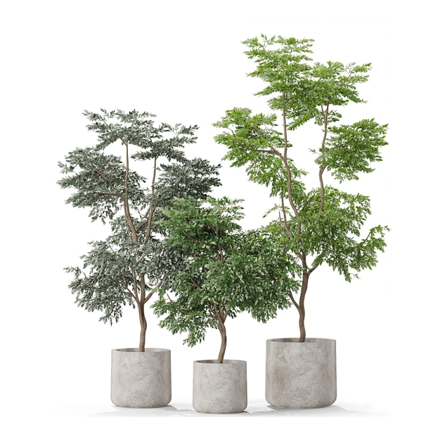 现代植物盆栽3D模型
